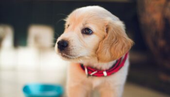 10 Easy Ways To Train Your New Puppy