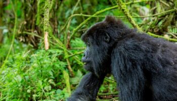Un Regard De plus Sur La Magnifique Beauté Des Gorilles De Montagne