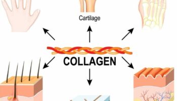 Importance of Collagen